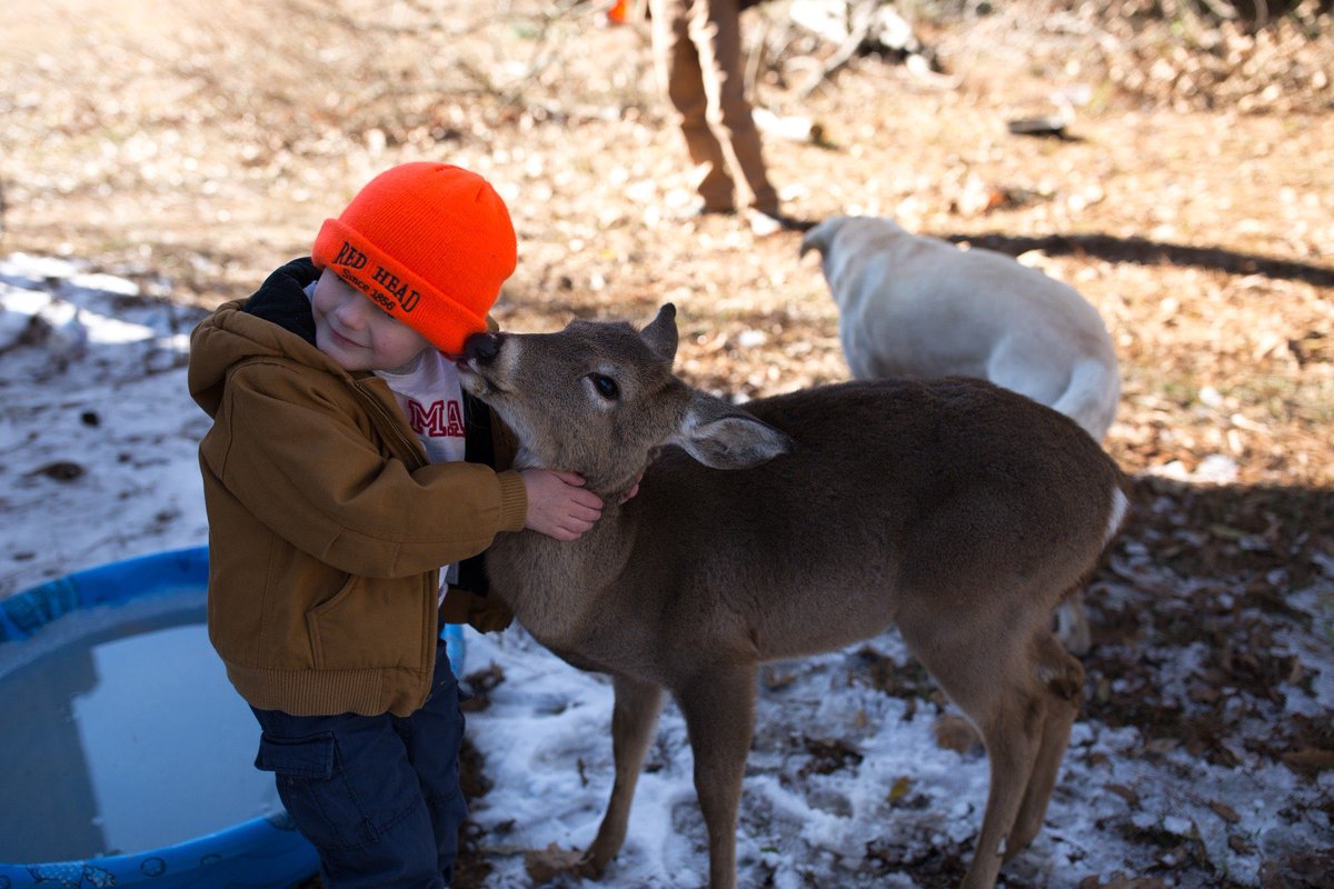 Little Buck the Deer tweet media