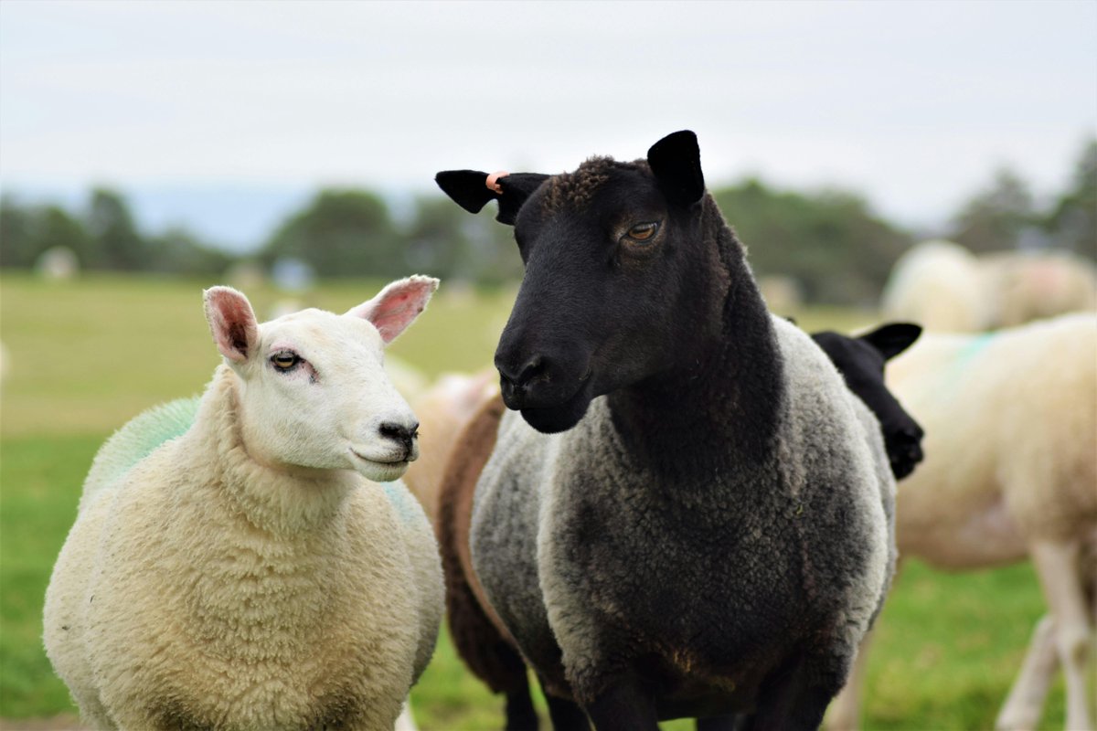 Animals_MDPI's tweet photo. π Wool Color Genetics Decoded
Whole-genome resequencing identified selection signals tied to pigmentation, guiding breeding for diverse, high-quality textiles π§¬
π https://t.co/CvaSRhbv0D
#AnimalsDecoded #WoolGenetics #LivestockGenetics https://t.co/qKkjzoNfOX