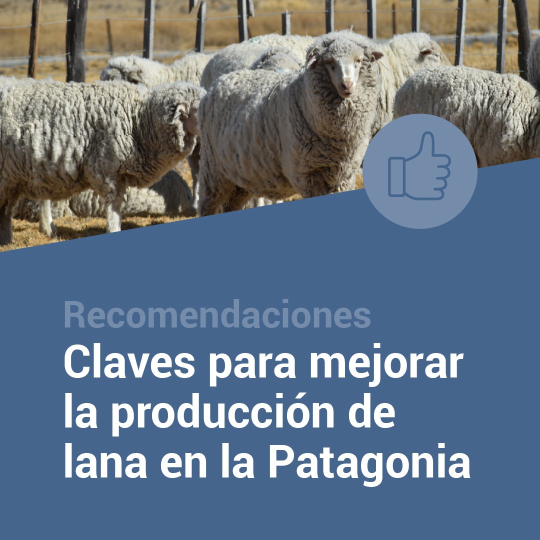 🐑En el #DíaDelProductorLanero, te compartimos algunas recomendaciones para potenciar la producción de #lana en la Patagonia 🧵