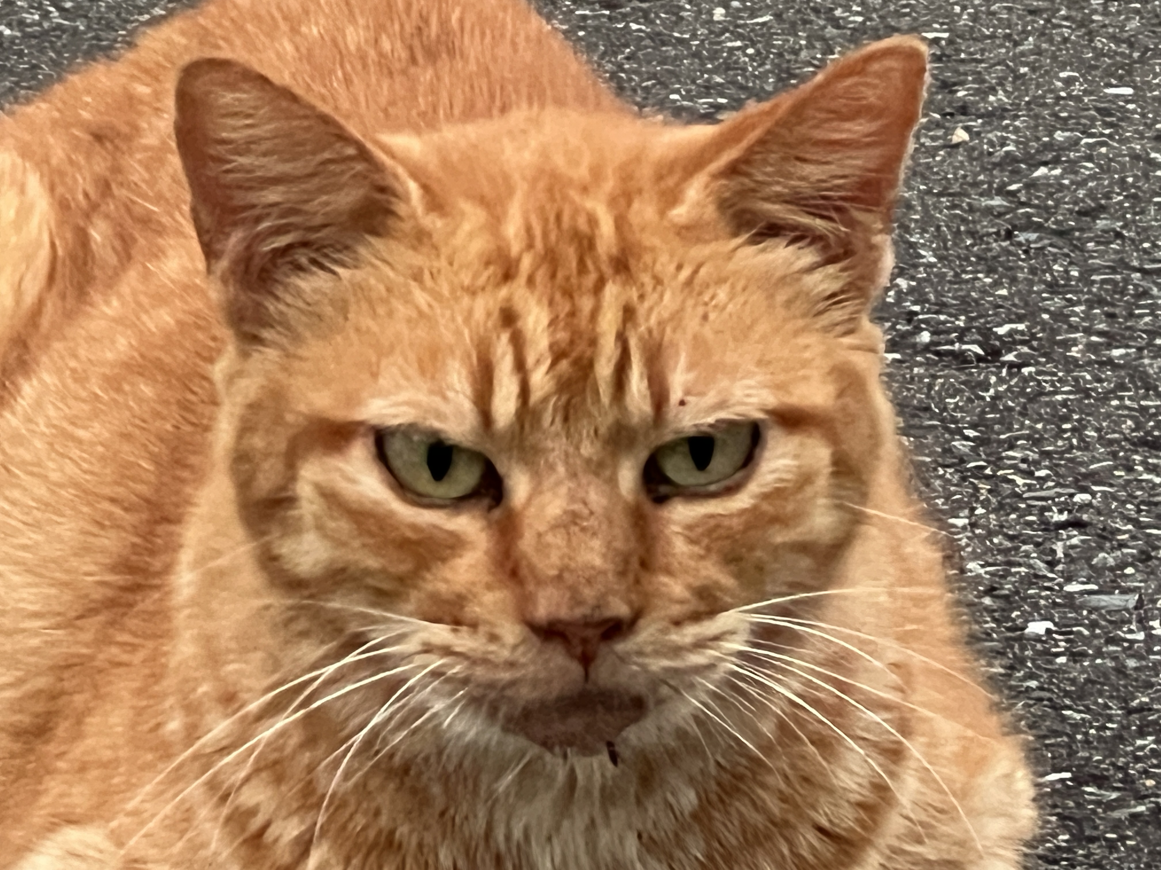 白猫好き れおん🐈 on X: 