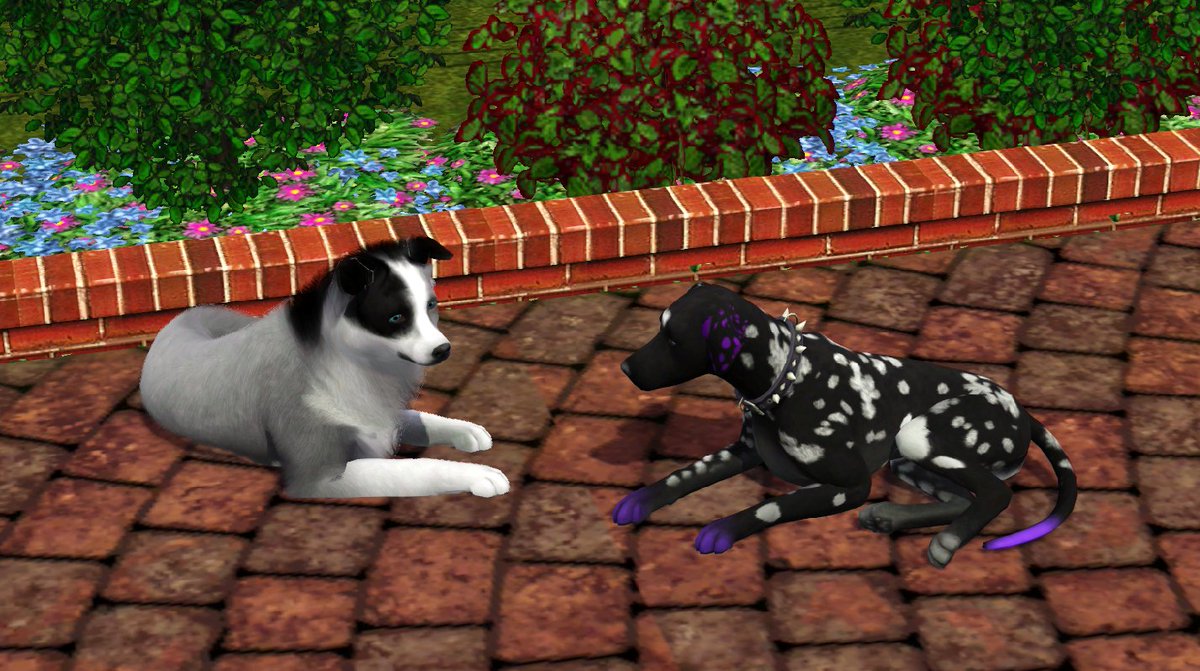 DanteDalmatyncz's tweet photo. Adults Dante and Summer in Sims 3
#TheSims3 #TheSims3Pets #Sims3 #101DS #101DalmatianStreet #UlicaDalmatyńczyków101 #Save101DalmatianStreet #101Dalmatyńczyków #101Dalmatians https://t.co/zlLOWChnY1