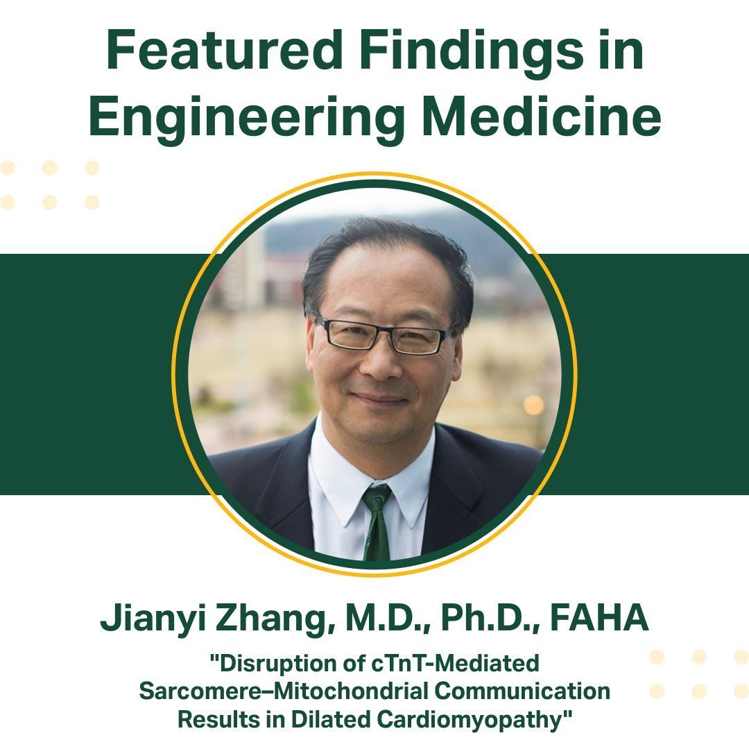 UAB Biomedical Engineering (@uabbme) on Twitter photo 🫀 When heart cells lose communication between their engines (mitochondria) and motors (sarcomeres), it can trigger heart failure. Dr. Zhang and colleagues detail the discovery in <a href="/CircAHA/">Circulation</a>. @uabheersink
Read more: ahajournals.org/doi/10.1161/CI… 🫀 When heart cells lose communication between their engines (mitochondria) and motors (sarcomeres), it can trigger heart failure. Dr. Zhang and colleagues detail the discovery in <a href="/CircAHA/">Circulation</a>. @uabheersink
Read more: ahajournals.org/doi/10.1161/CI…