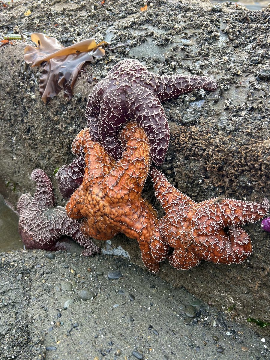 Sea stars, nudibranchs, urchins, oh my! Hollings scholar Elizabeth Pellegrini spent her summer internship at <a href="/OlympicCoast/">NOAA's Olympic Coast National Marine Sanctuary</a> where she discovered how tidepools (&amp; tiny nudibrachs!) can get anyone excited about protecting our ocean.
noaa.gov/office-educati… 
#NOAAScholars #Internship