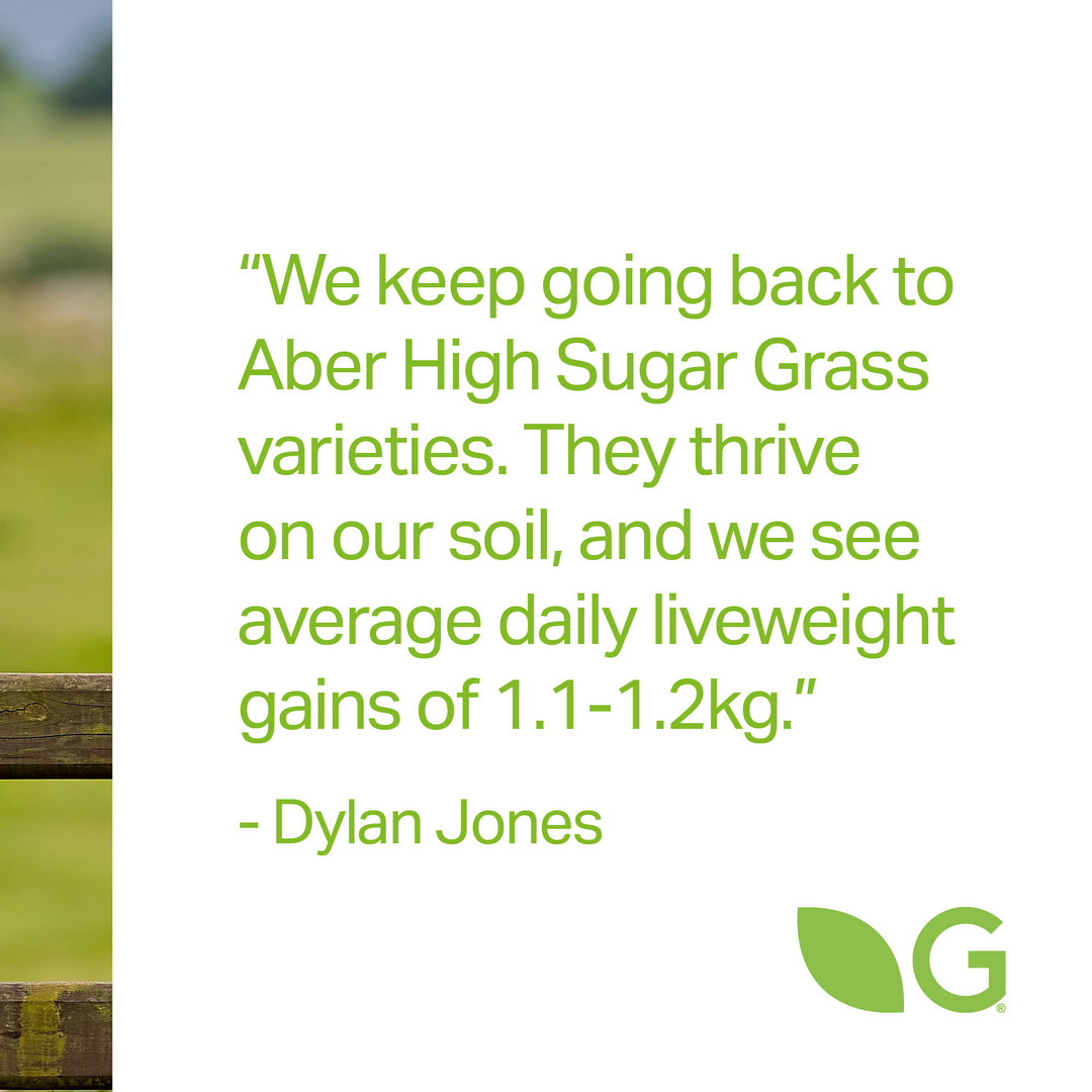 Welsh beef farmer Dylan Jones is feeding his herd Aber High Sugar Grass to drive impressive daily liveweight gains.

Our climate smart grass optimises protein capture to also reduce ammonia and nitrous oxide emissions.

#meatindustry #sustainablefarming