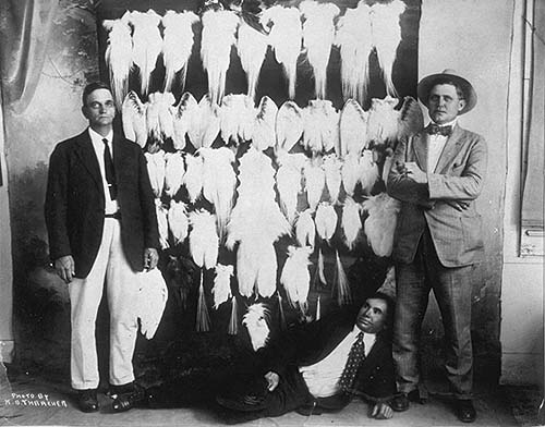 📅 On This Day — September 15, 1908

President Theodore Roosevelt signed Executive Order 939, creating the Pine Island Reservation in Florida as a preserve and breeding ground for native birds. 🐦

At the turn of the 20th century, many bird species — especially egrets, herons,