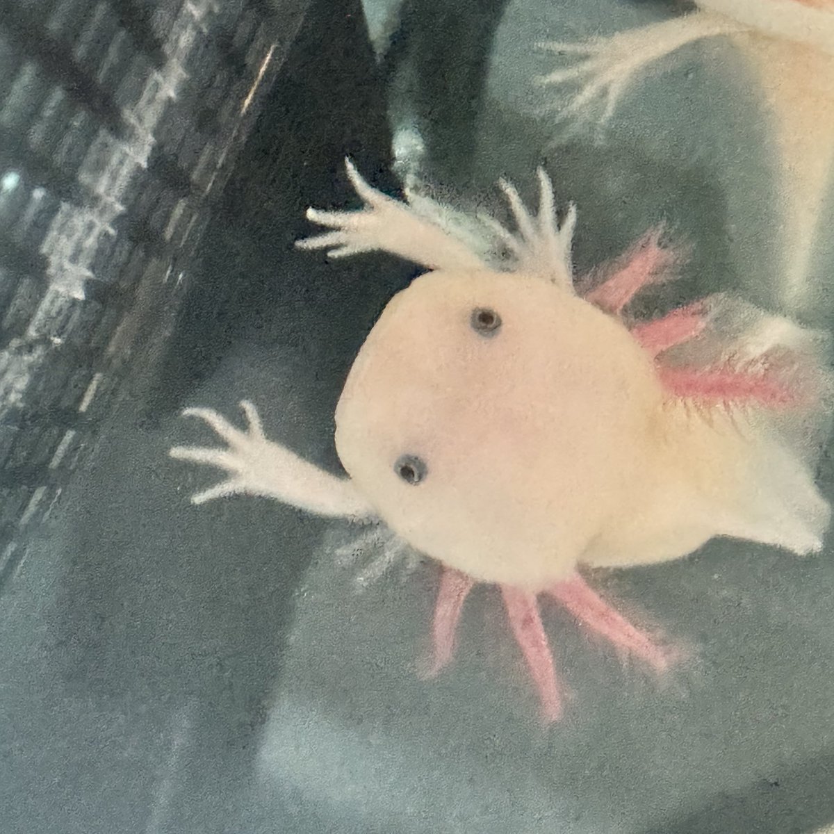 エサくれマン