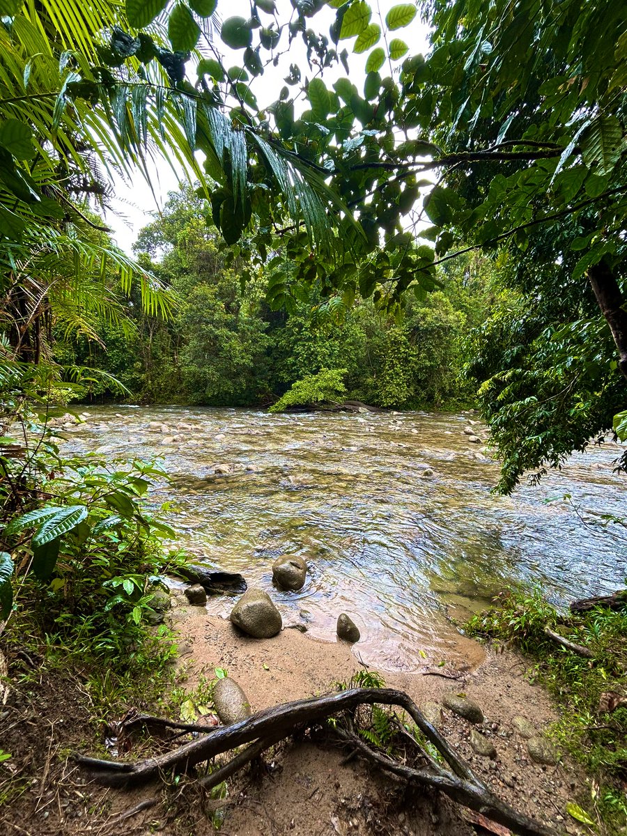 awnthego's tweet image. A rainforest is just God watering his plants