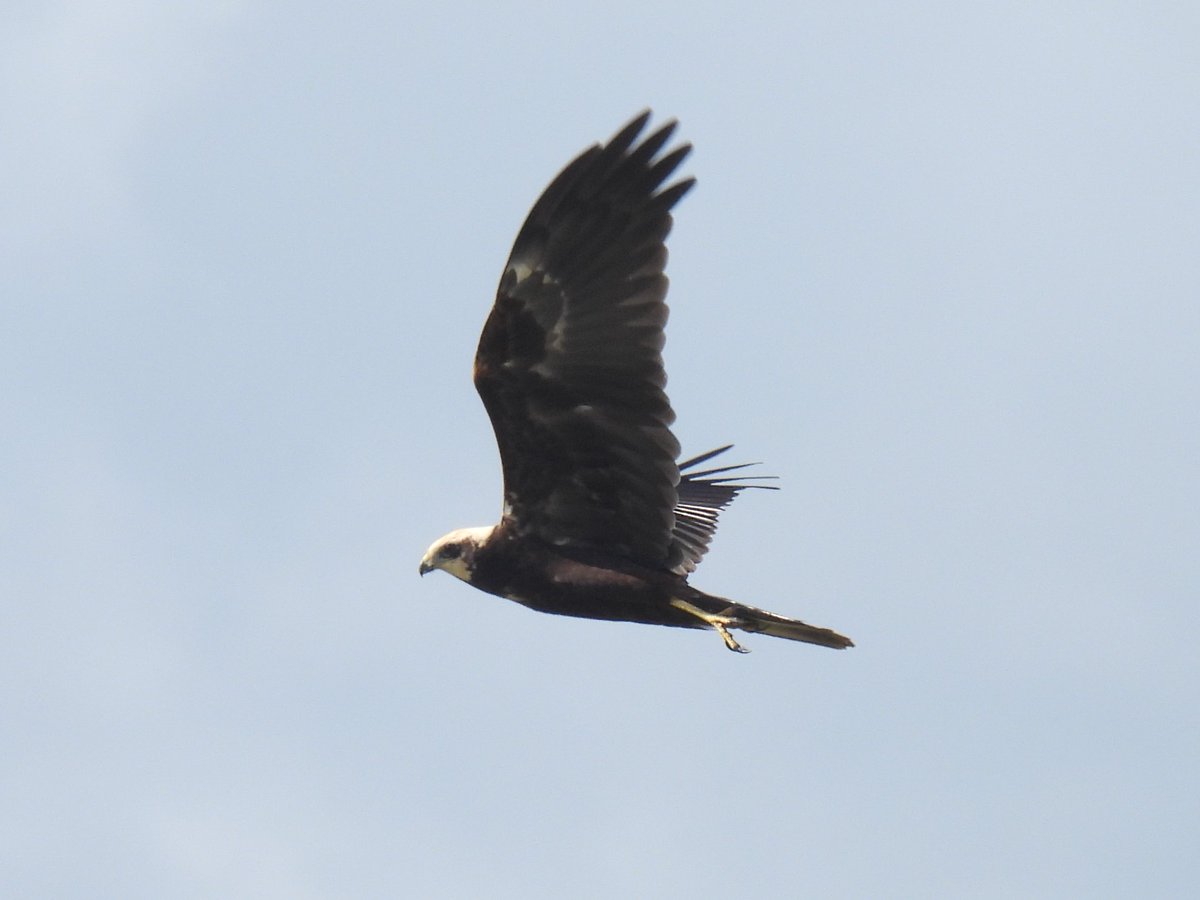 de bruine kiekendief op jacht