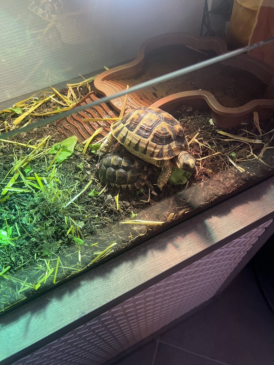 b_lyoon's tweet image. Regardez comment mon bébé a grandi🥹 #TurtleLover