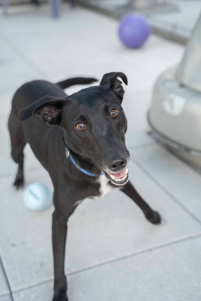 Meet Julian! 11 months &amp; 34 lbs. of sweetness! His previous home was unsettled &amp; made him sensitive to the hustle &amp; bustle of city life, he’s looking for a quiet home with a yard to stretch his legs &amp; relax. Could this special boy be your match?

#dogsofX #nyc #newyork #doglover