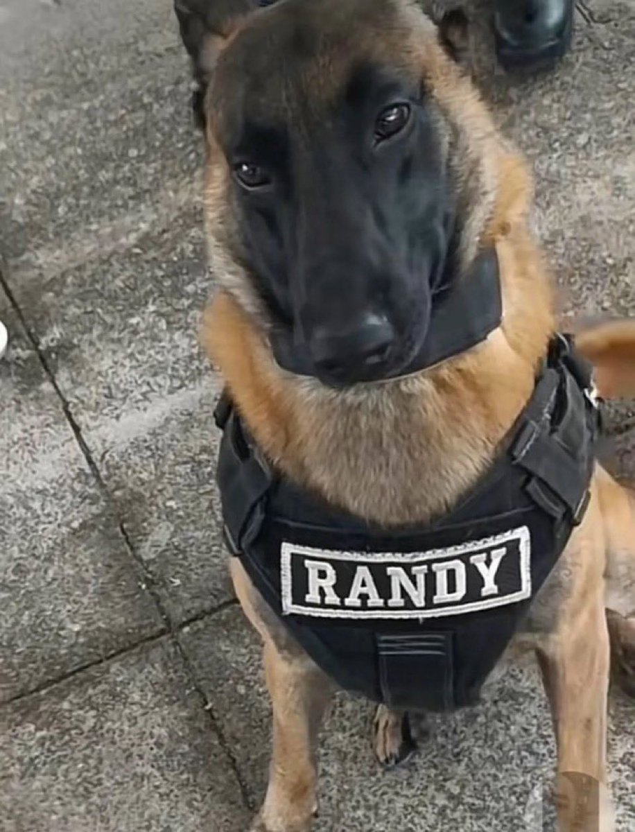 ExalityReturnn_'s tweet photo. Quand Carol va ramener son chien à la D.O.A et qu'il seras aussi stock que lui et qu'il va mordre le cul au vendeur de kroko faudras pas choquer🐶🤣 https://t.co/P7ypIqLwcP