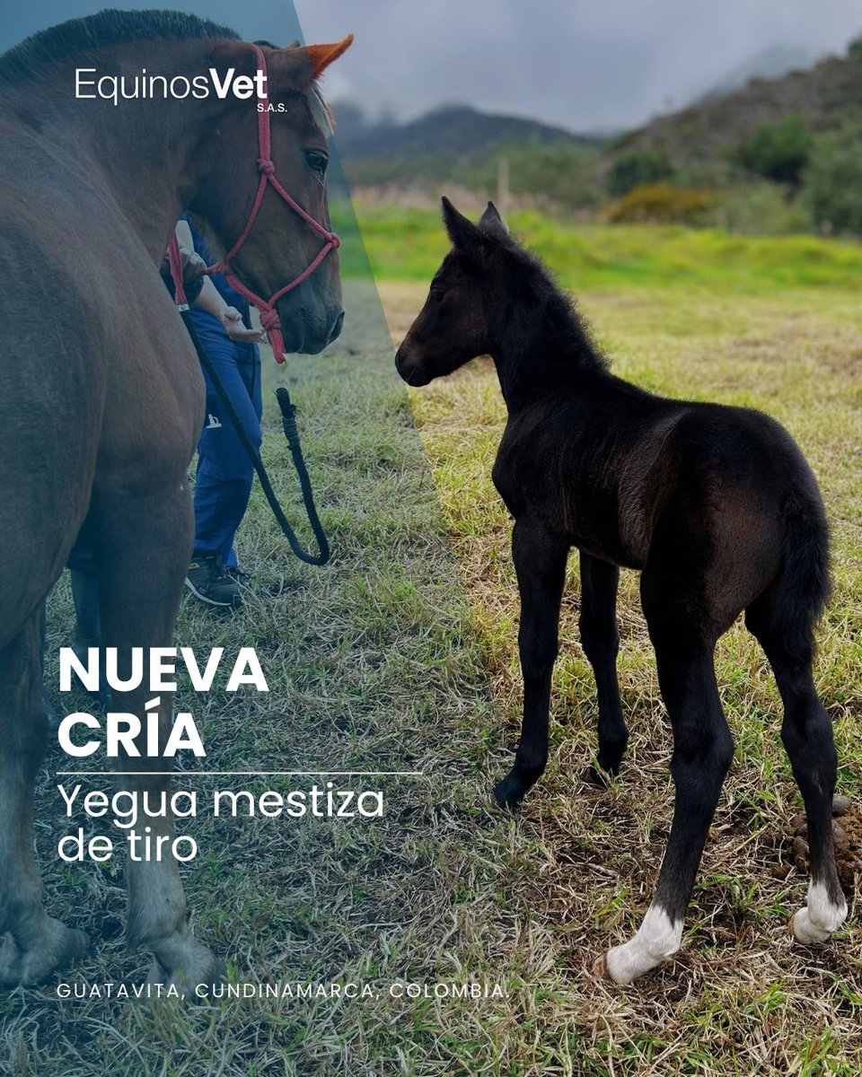 🐴 ¡Cada nacimiento nos llena de orgullo y esperanza!

♥️ Estas hermosas potras, dos de Caballo Criollo Colombiano y una Mestiza de Tiro, son el resultado de un manejo reproductivo responsable y cuidadosamente planificado.

📍#LaCalera y #Guatavita, Cundinamarca, Colombia.