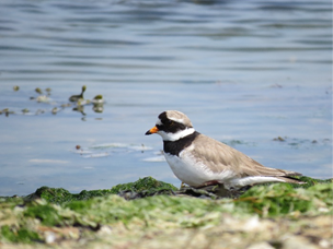 NEThamesSolent's tweet photo. 🌼 Gravelly Shores

In Hampshire, @Gameandwildlife have created 1.7ha vegetated shingle to provide extra breeding habitat for Ringed Plover, Oystercatcher and species of Tern. 

📸Natural England/Jess Aldred https://t.co/Fj9ocr8BSm