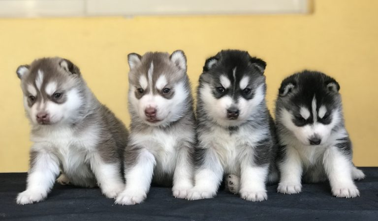 Long Tao 🐺🔥 tweet media