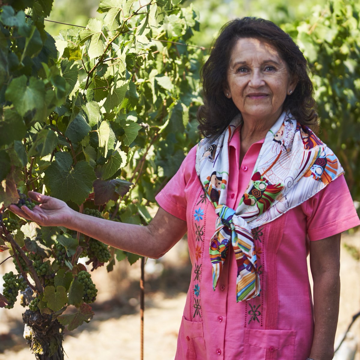 It's #HispanicHeritageMonth, so we'd like to introduce you to Amelia Ceja of <a href="/cejavineyards/">Ceja Vineyards</a>, the first Mexican American woman to lead a major winery in the U.S. Learn more about her journey from a small village in Mexico to the Napa Valley: californiagrown.org/blog/amelia-ce…
#cagrown