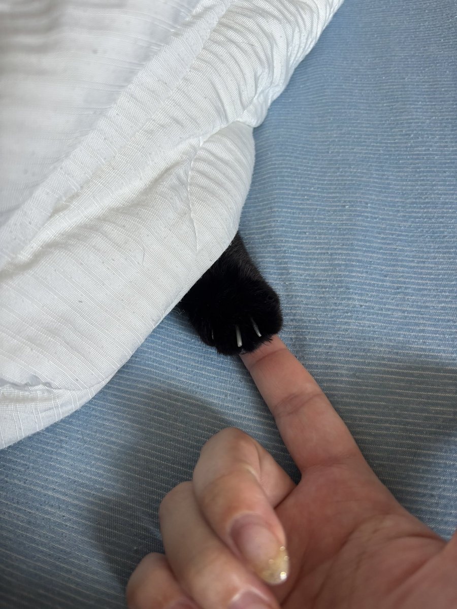 なかなか出てこないなと思って近くに座ったら前足だけ出てきた。
怖かったね、ごめんね。かわいいね。