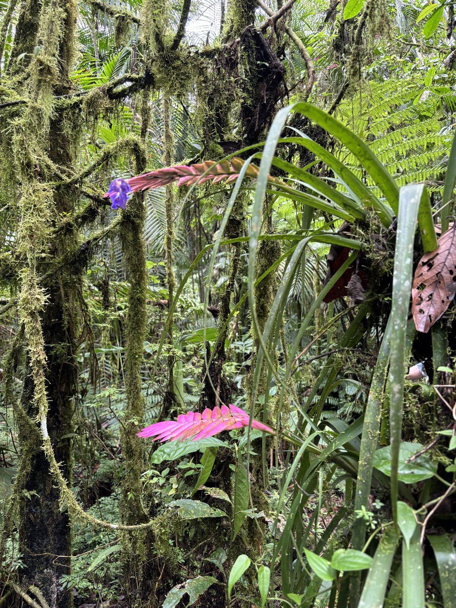 OriginalEcuador's tweet photo. Hidden deep along Ecuador’s cloud forest trails, bursts of pink and purple catch your eye — the striking blooms of palm bromeliads 🌸🌿

#CloudForestEcuador #Bromeliads #EcuadorNature #HikingEcuador #WildEcuador #NaturePhotography #ExploreEcuador https://t.co/BRNYN7tys9