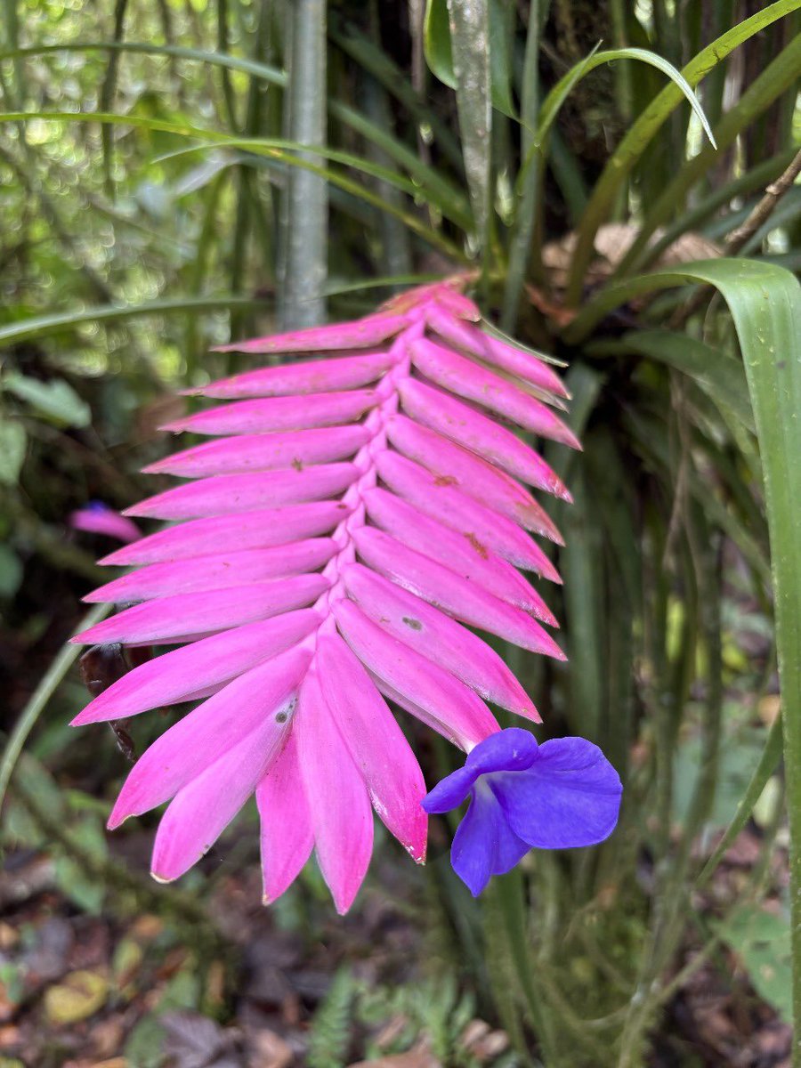 OriginalEcuador's tweet photo. Hidden deep along Ecuador’s cloud forest trails, bursts of pink and purple catch your eye — the striking blooms of palm bromeliads 🌸🌿

#CloudForestEcuador #Bromeliads #EcuadorNature #HikingEcuador #WildEcuador #NaturePhotography #ExploreEcuador https://t.co/BRNYN7tys9