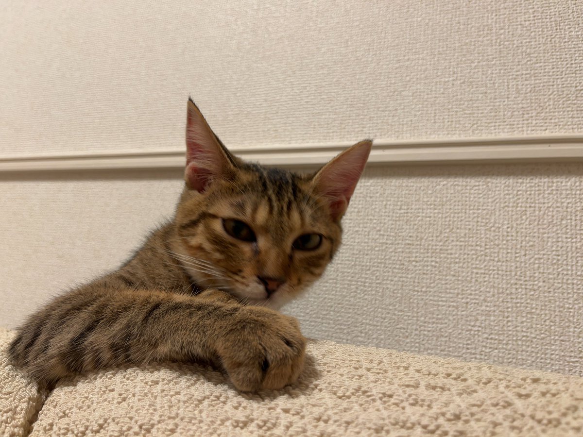 なんかめっちゃ強そうじゃね？