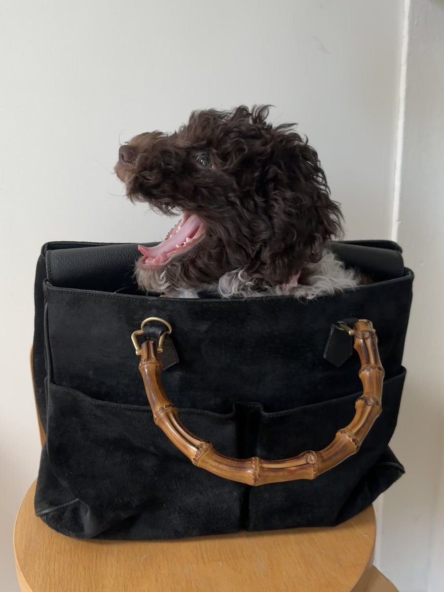 Of course I file my dog’s nails with a Révérence de Bastien glass nail file—that puppy loves comté, is polite at jazz clubs + exclusively traveled in a vintage Gucci bag our first week together