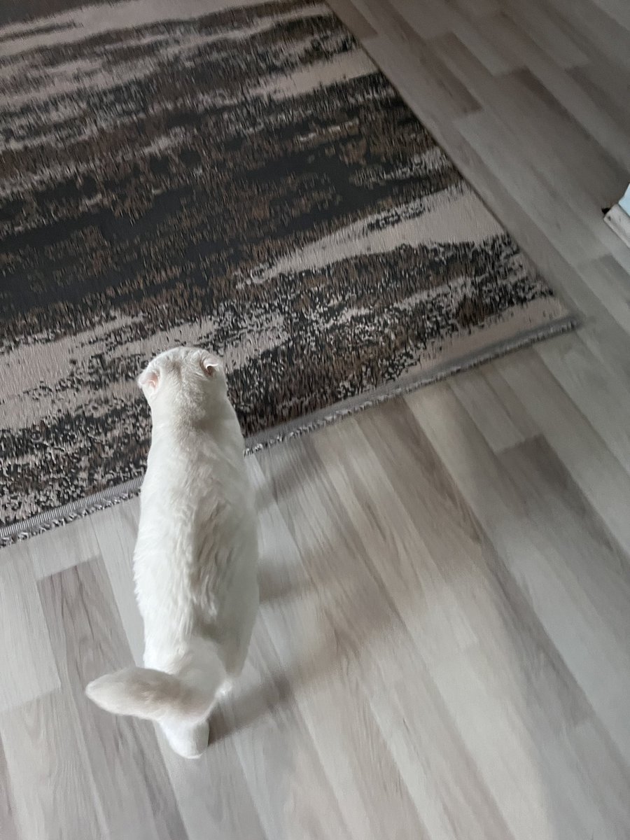 bama hamime mi bu die sovumdu, bama?! fid bim kitiyim bem hadsisnevv!