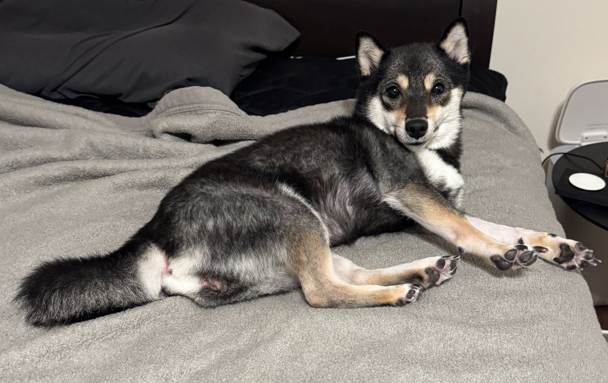 今日のタスク(お散歩、ごはん)を済ませた後はさっさと就寝w