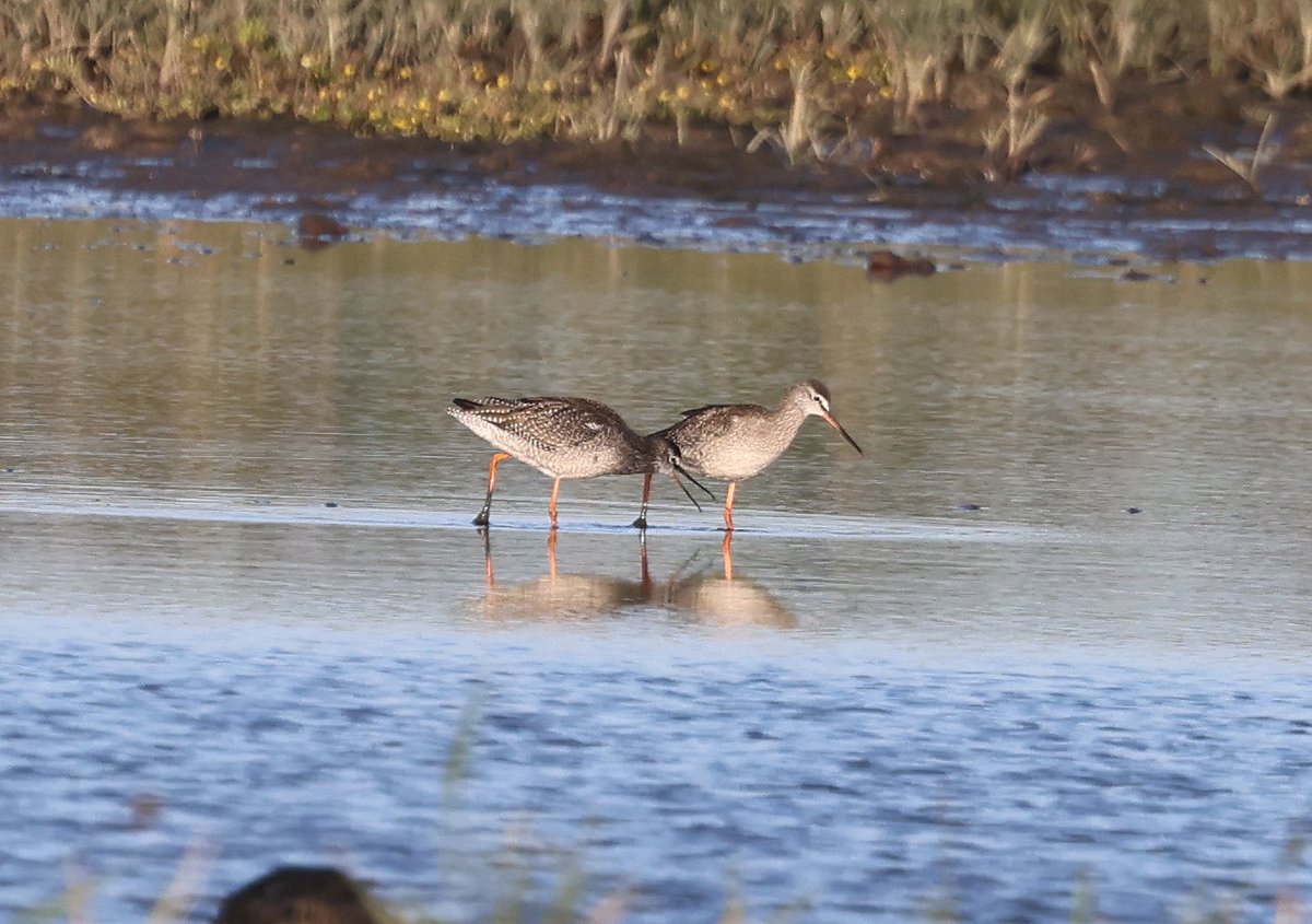 These 2 Spotted Redshank were on the pool along the Iron Road at Salthouse, always a pleasure to watch them