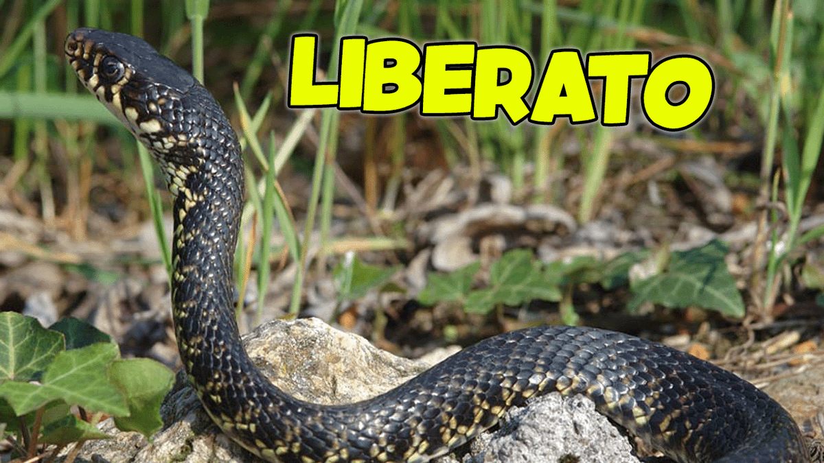 🐍 Ho SALVATO un Serpente BIACCO Imprigionato nella Rete in Giardino!
youtu.be/nehi1AF2tmU