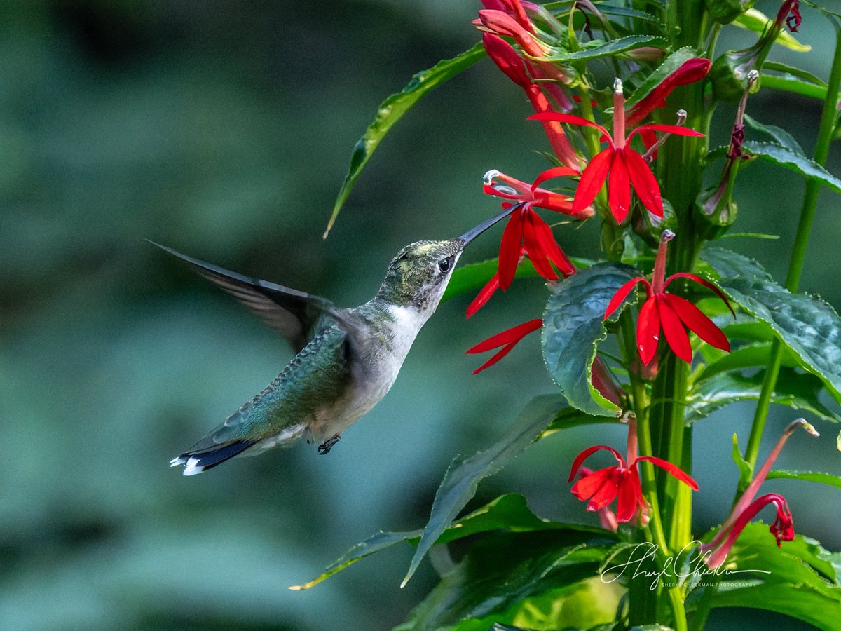 DiveArtist's tweet image. Ruby-throated Hummingbird feasting on the Cardinal flowers near Shakespeare Garden on 9/11. 

#rubythroatedhummingbird #hummingbirds #fallmigration #birdsseenin2025 #birdcpp
