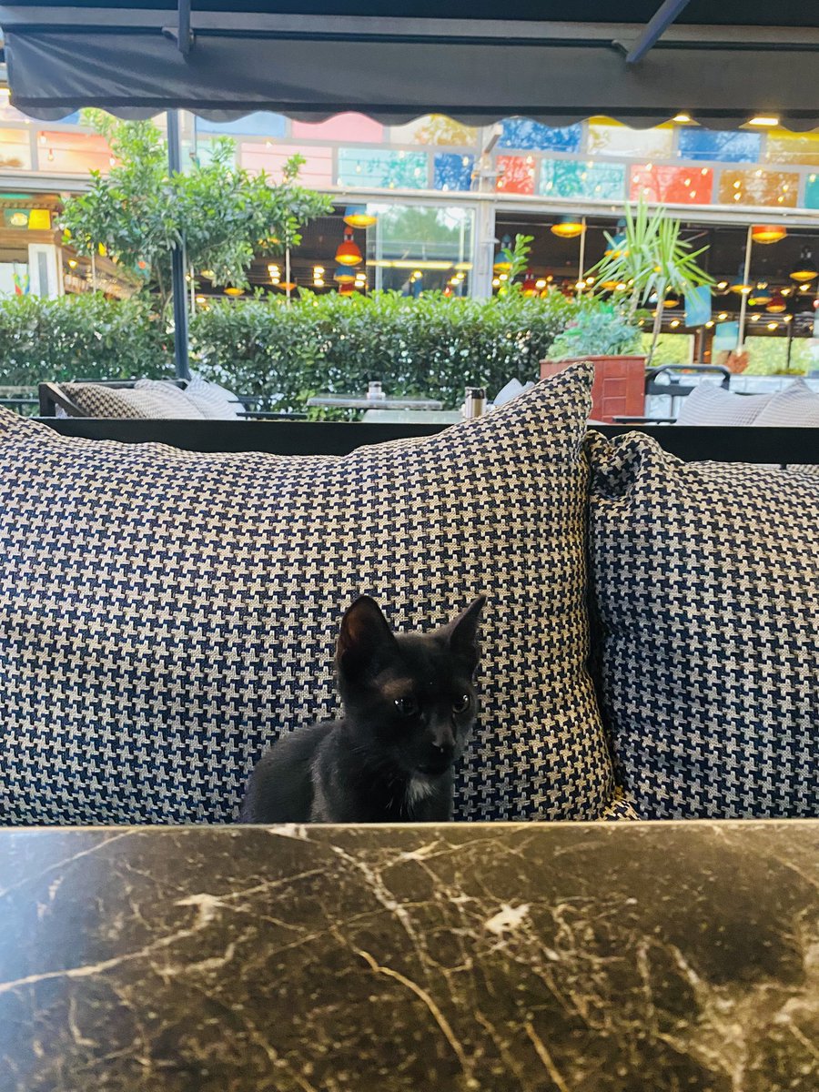 htcclkgl's tweet image. Anlat bakalım kim miyavına cevap vermedi