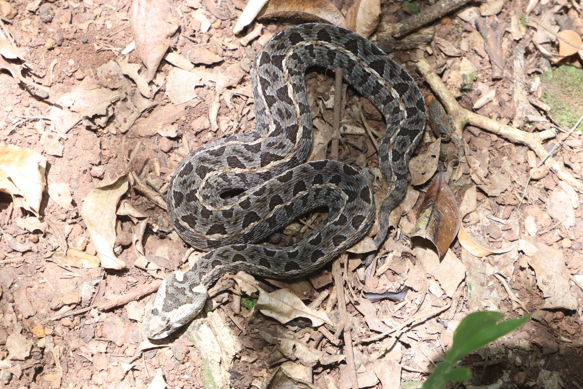 𝐃𝐢𝐝 𝐲𝐨𝐮 𝐤𝐧𝐨𝐰?
Kenya is home to around 140 different snake species,
showcasing an incredible diversity of habitats and adaptations. Of these, only 31 are venomous
Among them, is the striking 𝐊𝐞𝐧𝐲𝐚𝐧 𝐇𝐨𝐫𝐧𝐞𝐝 𝐕𝐢𝐩𝐞𝐫.  
#conservation #research #GlobalHealth