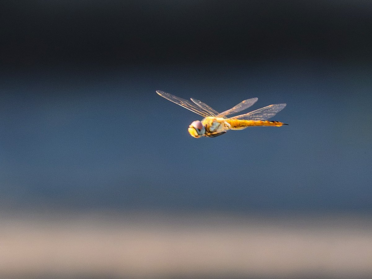 _EighthNote's tweet photo. #トンボ #Dragonfly #Nikon #Z50II
NIKKOR Z DX 50-250mm f/4.5-6.3 VR https://t.co/MyiD9tJjXL