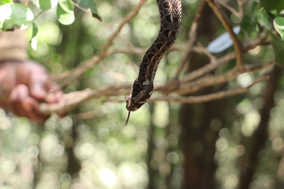 An endangered snake admired for its distinct horn-like scales. This rare species is endemic to Kenya, restricted within Kenya's high central Rift Valley and also part of our Herpetarium collection, where it serves both as a symbol of conservation and education.
#conservation