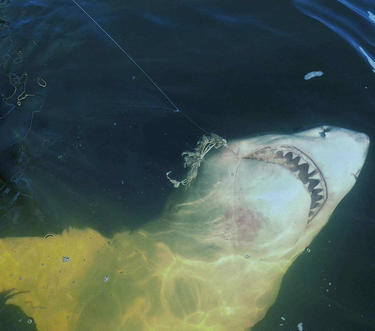 Chip Michalove tweet media