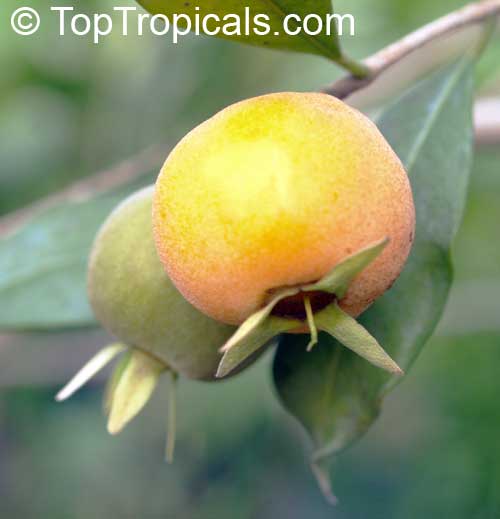 toptropicals's tweet image. 🏆 Ten best #fruittrees to grow in Florida and Southern #landscapes.

🌟 3. #TropicalCherries: #Eugenias.
🍒 The most popular and easy-to-grow tropical cherries include Cherry of the Rio Grande (#Eugeniaaggregata), Grumichama (#Eugeniabrazilensis), Pitomba…