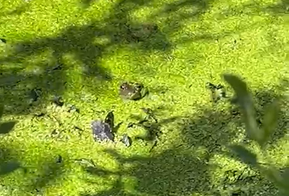 We had a great time <a href="/SydenhamGarden/">Sydenham Garden</a> installing removable panels for the outdoor chicken enclosure, organizing site material and clearing around the pond. Sydenham Garden does incredible work supporting mental health in the community. Learn more at sydenhamgarden.org.uk