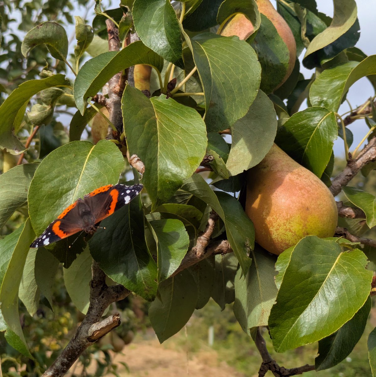Borders Forest Trust tweet media