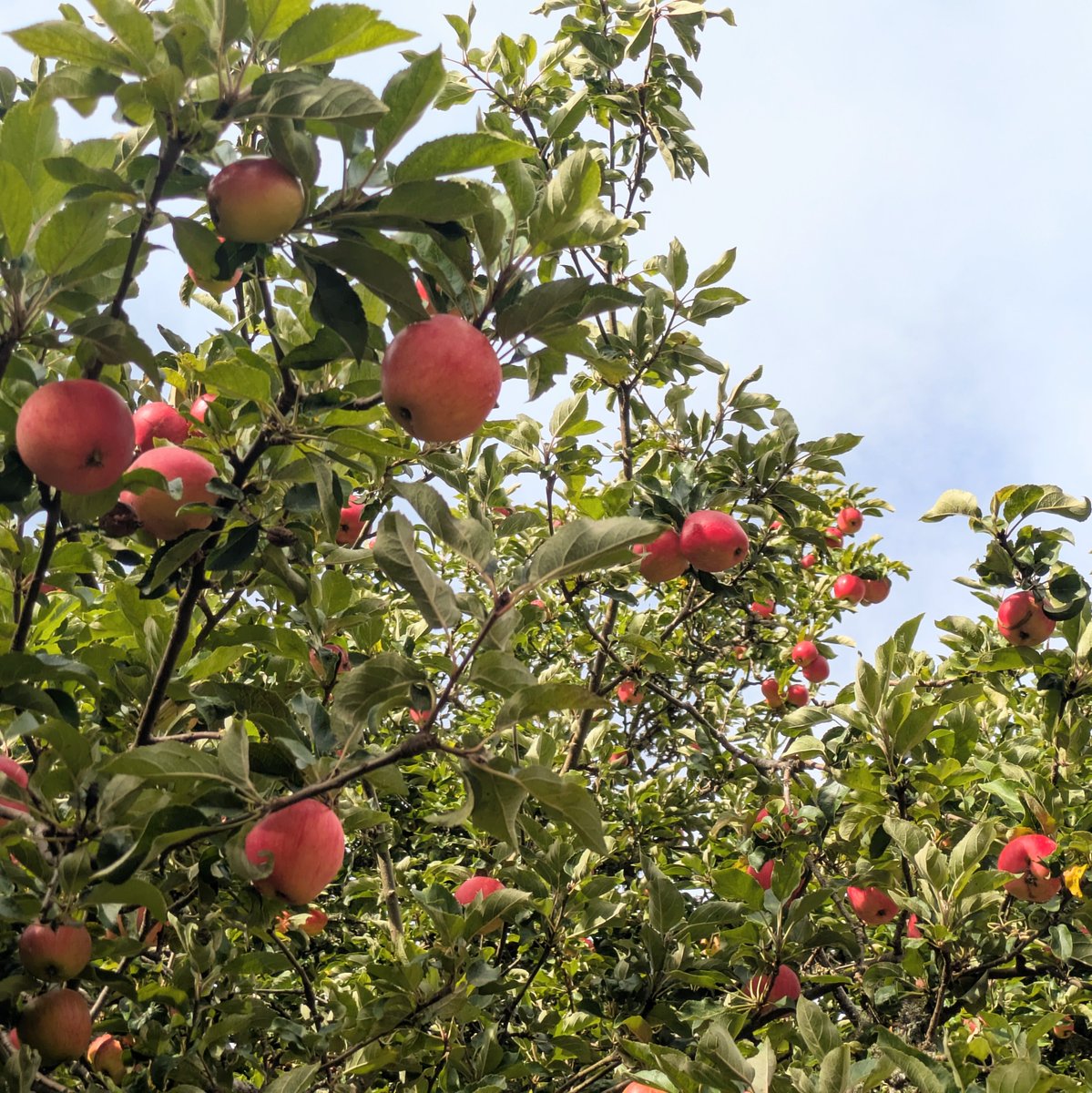Borders Forest Trust tweet media
