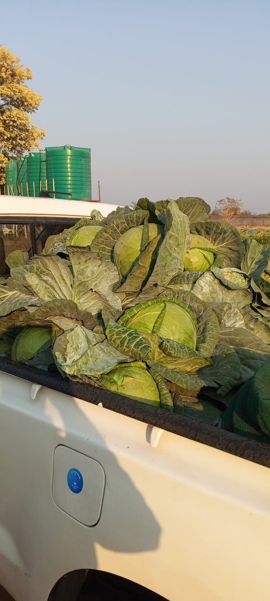 Ke rekisa cabbage, P15.00 each

Will be in Letlhakane tomorrow
