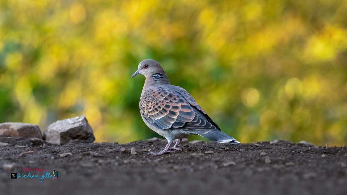 indian_pitta's tweet image. Share your photographs with Bokeh Background. 

Oriental Turtle Dove
