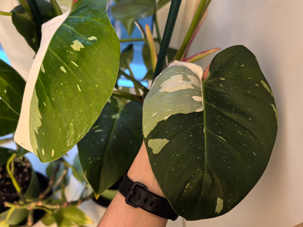 Кто б мне рассказал, когда я увлекся ароидными, про любимый филодендронов прикол: вырастить на тощем основании могучую верхушку с листьями размером с лопату. А листья с основания сбросить. Потом повторить. Теперь я периодически мрачно говорю: «Пора бублить филодендроны». И бублю.