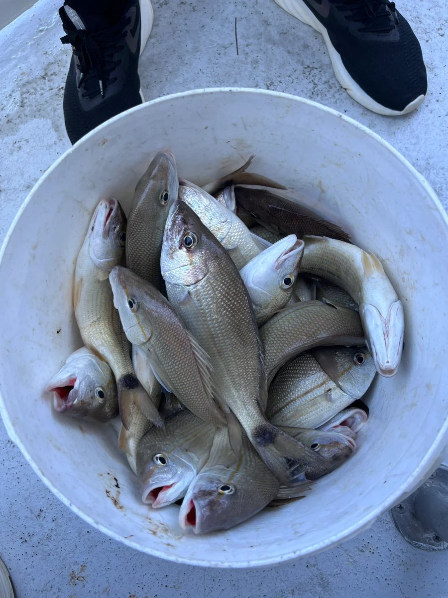 samiztt's tweet photo. 早朝、潮風、そして釣果の興奮🎣🌊 バケツいっぱいの成功魚を釣り上げた時の喜びに勝るものはありません。釣りと呼ぶ人もいますが、私はセラピーと呼びます。🐟💯 #本日の獲物 https://t.co/CnV32TO0CH