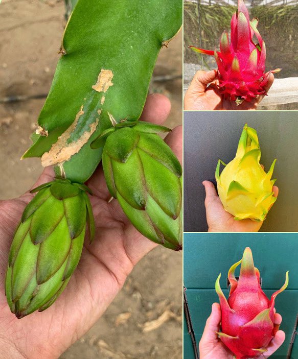 GospaCitrus's tweet photo. 10 PROPERTIES OF DRAGON FRUIT🌿
#1 ~ They have antioxidant properties.
💕Enjoy Gospa Dragon Fruit.
•
INFO👉info@gospacitrus.com
•
#GospaCitrus #ChooseGospa #Seville #sevilla #GospaExotics #exoticfruits #dragonfruit #exoticfruitvibes #superfruitpower #Drachenfrucht https://t.co/uPIpUth35A