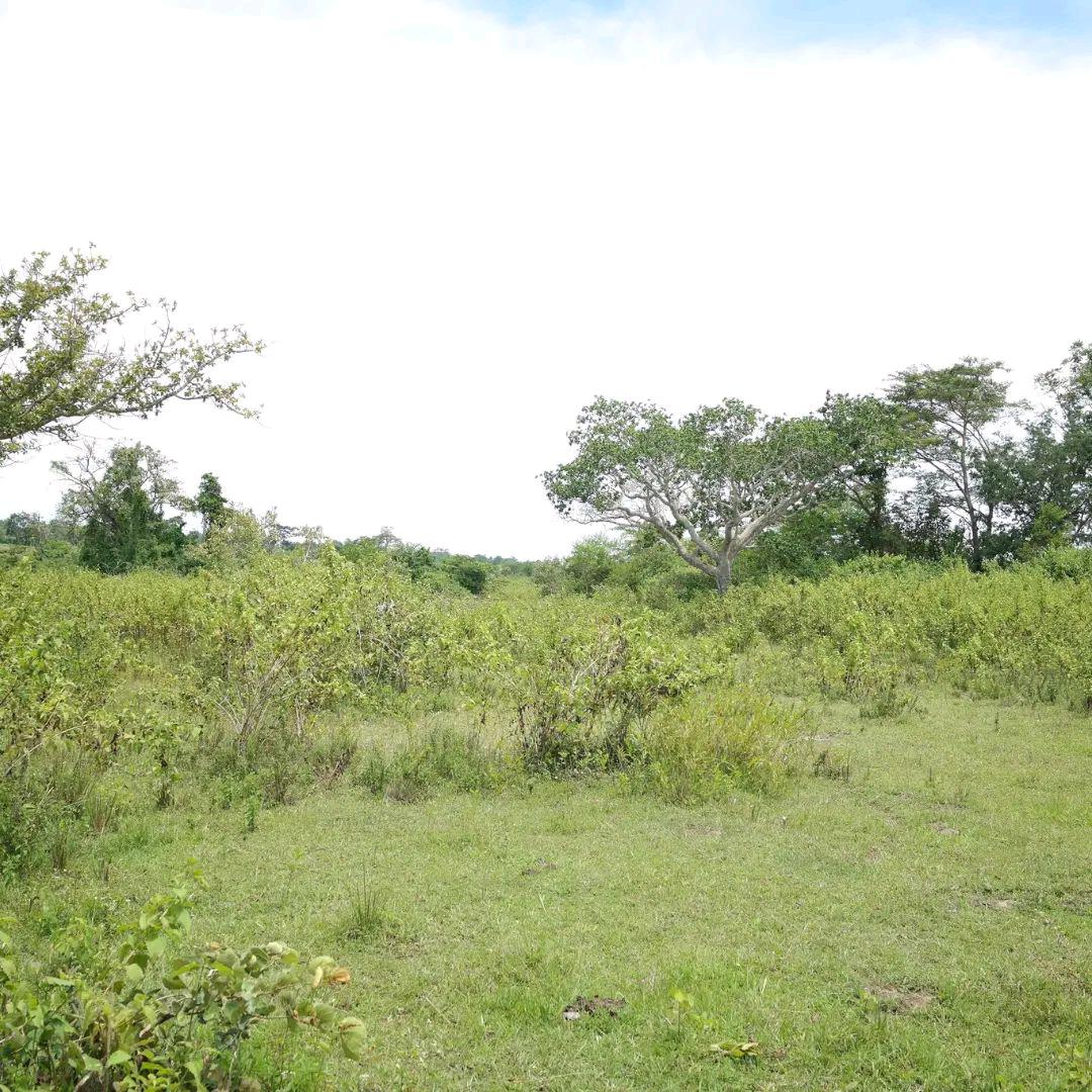 256Solomon's tweet photo. This is how everything started, open and abandoned few and countable tree species. 
#trees #climateation https://t.co/m51ZmYIc3e