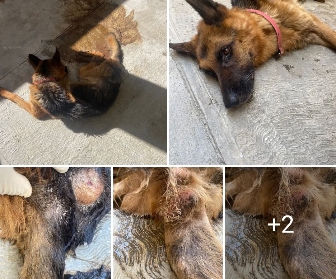 #OjosEnNuevoLeón 👇🏻🤯
🚨Aquí les va una BOMBA 👇🏻

🐶 🐶 EL CASO DE MALTRATO ANIMAL EN LA PERRERA DE SANTA CATARINA

✍🏻"Quiero platicarles mi experiencia de cuando el año pasado trabajé ahí como inspector de bienestar animal. 

El año pasado por ahí de junio comencé a trabajar de