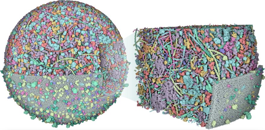 Some fun numbers about the "speeds" of cells:

1. Sugar molecules move at ~250 mph in a cell, about 2x the speed of a Cessna 172 plane.
2. Every protein is hit by ten trillion water molecules each second.
3. ATP synthase (which makes ATP) spins around 8,040 times per minute.