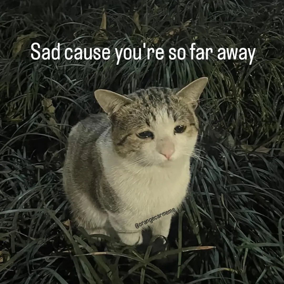 More Cats (@evenmorecats) on Twitter photo 