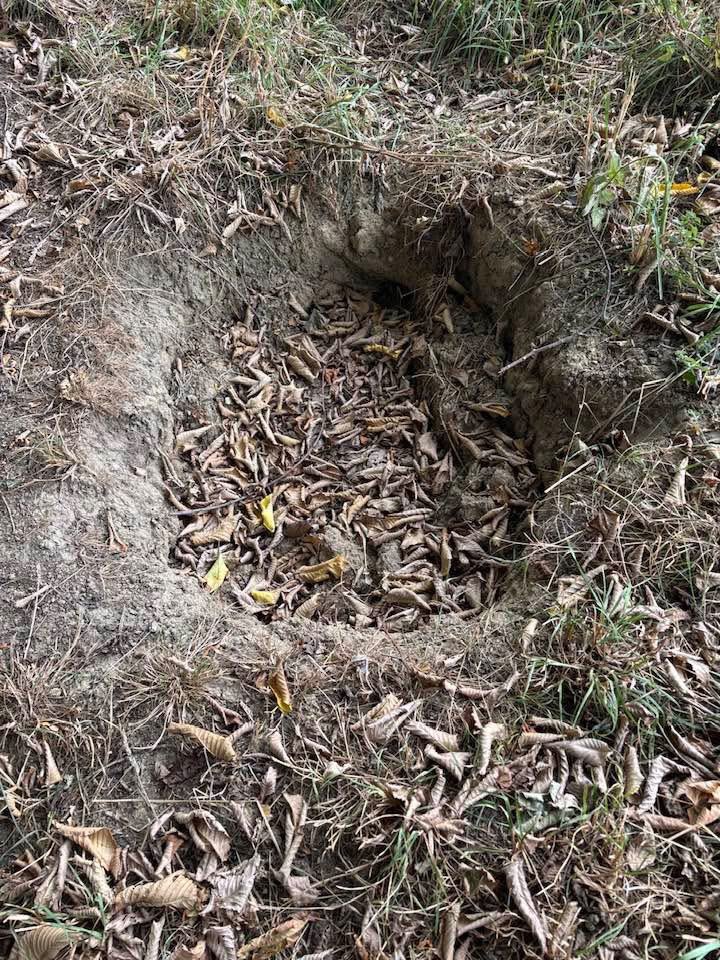 PC CJ Newsome 🦡🦊 tweet media