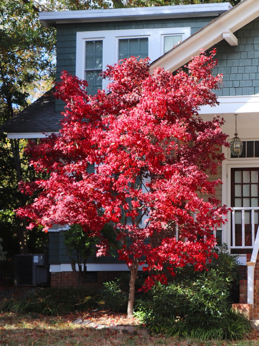 Small tree, huge personality! 🍁 Japanese Maples bring bold color and sculptural shape to any yard — from fiery reds to deep purples, they’re the showstoppers of fall (and beyond).

#FallFoliage