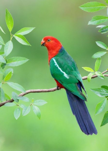 barroso3105's tweet image. Hola ! #pájaros  Maravilloso  🤩  
✨ Beautiful bird  😍
✨👉 Australian King Parrot🦜 
✨👉 📸  By Jan Wegener ✨
 ✨➡️ Always thinking about a better world
  💭🌐🕊️ 😎